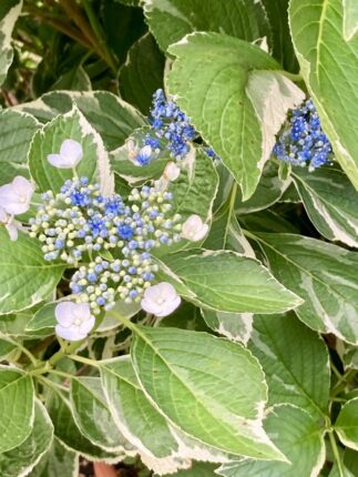 現在の画像に代替テキストがありません。ファイル名: アジサイ3.jpg