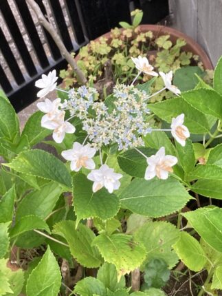 現在の画像に代替テキストがありません。ファイル名: アジサイ5.jpg