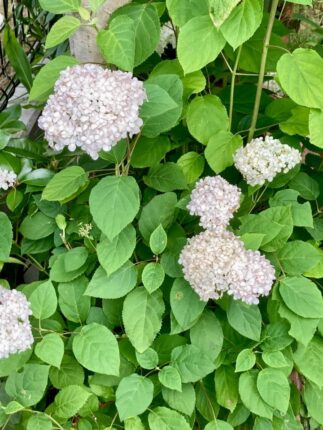 現在の画像に代替テキストがありません。ファイル名: アジサイ6.jpg