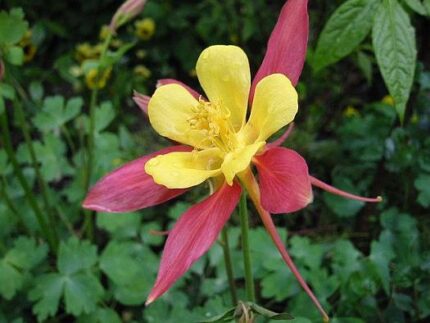 現在の画像に代替テキストがありません。ファイル名: イランという国（１１０）植物の勉強1.jpg
