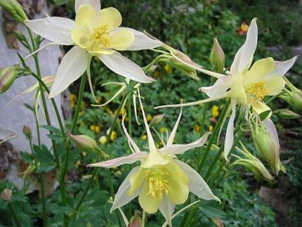 現在の画像に代替テキストがありません。ファイル名: イランという国（１１０）植物の勉強2.jpg
