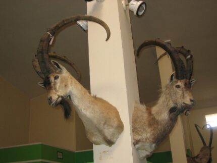 現在の画像に代替テキストがありません。ファイル名: イランという国(113)野生動物2-1.jpg