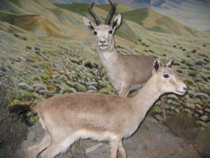 現在の画像に代替テキストがありません。ファイル名: イランという国(113)野生動物3.jpg