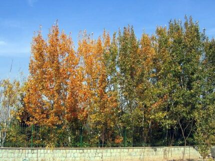 現在の画像に代替テキストがありません。ファイル名: イランという国（１２０）テヘランの秋1.jpg
