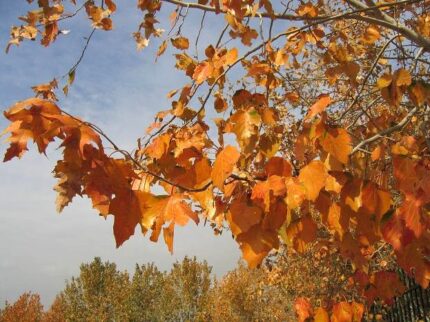 現在の画像に代替テキストがありません。ファイル名: イランという国（１２０）テヘランの秋2.jpg