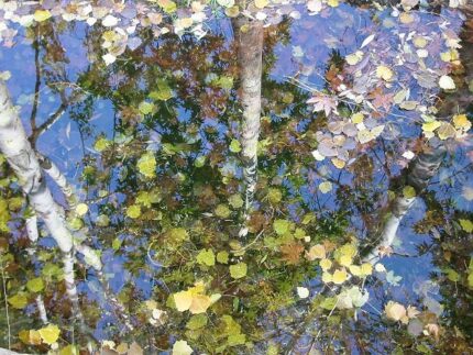 現在の画像に代替テキストがありません。ファイル名: イランという国（１２０）テヘランの秋5.jpg