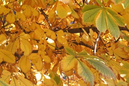 現在の画像に代替テキストがありません。ファイル名: イランという国（１２１）サイー公園5.jpg