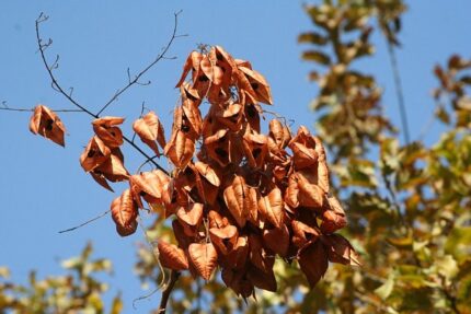 現在の画像に代替テキストがありません。ファイル名: イランという国（１２１）サイー公園6.jpg