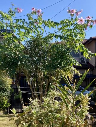 現在の画像に代替テキストがありません。ファイル名: 皇帝ダリア1.jpg