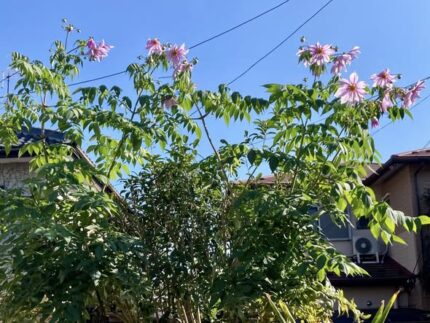 現在の画像に代替テキストがありません。ファイル名: 皇帝ダリア2.jpg