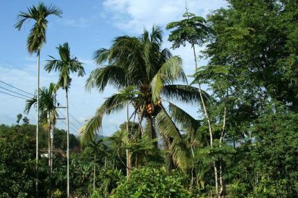 現在の画像に代替テキストがありません。ファイル名: タイで田舎暮らし（３０）部屋からの眺望2.jpg