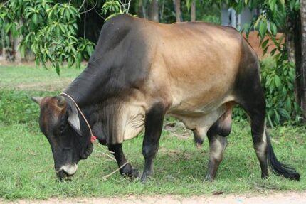 現在の画像に代替テキストがありません。ファイル名: タイで田舎暮らし（３３）田舎、田舎ってどのくらい田舎なのか3.jpg