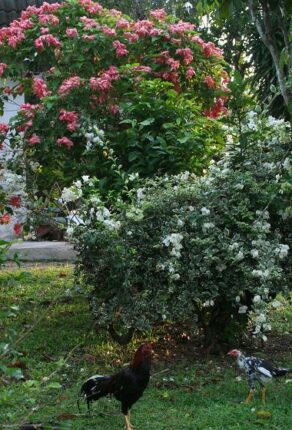 現在の画像に代替テキストがありません。ファイル名: タイで田舎暮らし（３３）田舎、田舎ってどのくらい田舎なのか4.jpg