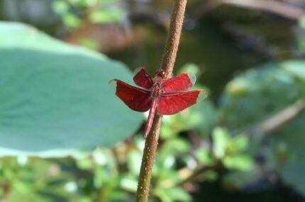 現在の画像に代替テキストがありません。ファイル名: タイで田舎暮らし（５４）のんびりした今日一日3.jpg
