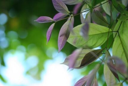 現在の画像に代替テキストがありません。ファイル名: タイで田舎暮らし（５４）のんびりした今日一日5.jpg