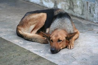 現在の画像に代替テキストがありません。ファイル名: タイで田舎暮らし(55)タイの犬1.jpg
