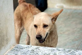 現在の画像に代替テキストがありません。ファイル名: タイで田舎暮らし(55)タイの犬2.jpg
