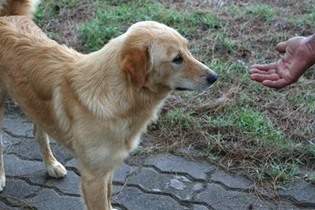 現在の画像に代替テキストがありません。ファイル名: タイで田舎暮らし(55)タイの犬3.jpg