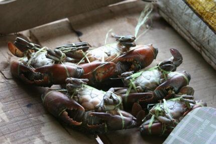 現在の画像に代替テキストがありません。ファイル名: タイで田舎暮らし(59)ただ飯のお礼に行って来ました5.jpg